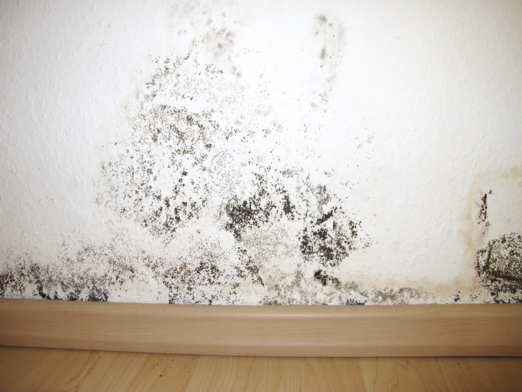 moho en pared antes de pintar