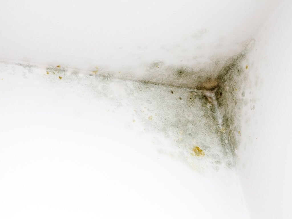 mejor pintura antihumedad para interiores