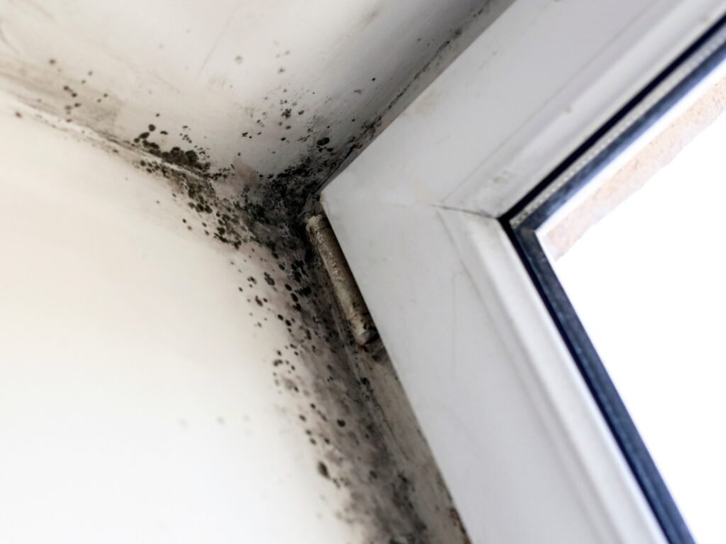 manchas de moho en pared interior de una vivienda